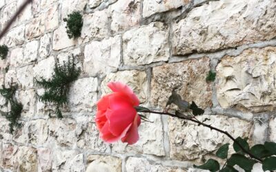 Between Two Tears: Christian Spirituality and the Israel–Gaza War