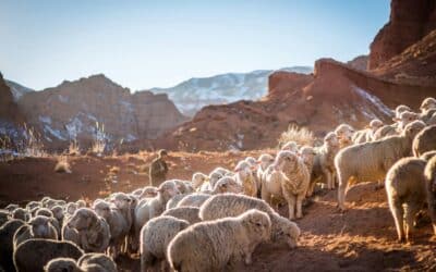 More Than Fifty Pastors Say Why They Love Pastoral Ministry